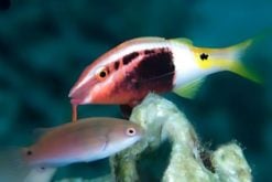 Bicolor Goatfish - Fiji - MAC Certified, Size 2 - 3 inches