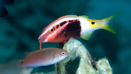Bicolor Goatfish - Fiji - MAC Certified, Size 2 - 3 inches