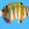 Harlequin Tusk - Philippines, Size 3.75 - 4.5 inches
