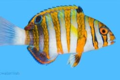 Harlequin Tusk - Australia, Size 3.75 - 4.5 inches