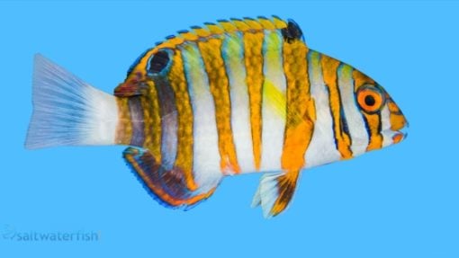 Harlequin Tusk - Philippines, Size 4.5 - 5.5 inches