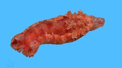 Spanish Dancer Nudibranch, Size 2 - 3 inches