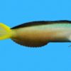 Harptail Blenny - Africa, Size 2 - 3 inches