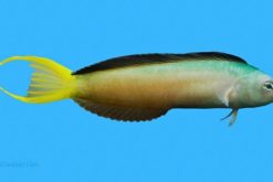 Harptail Blenny - Africa, Size 2 - 3 inches