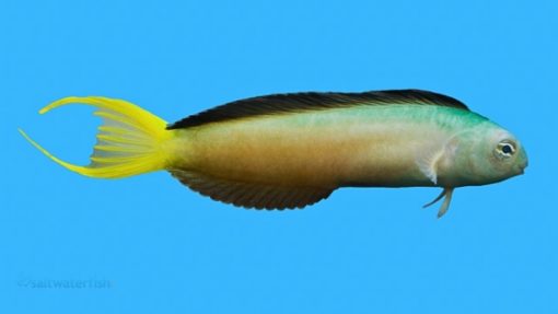Harptail Blenny - Africa, Size 2 - 3 inches