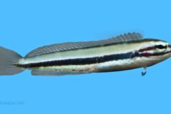 One Stripe Fanged Blenny (Venomous) - South Pacific, Size < 2 inches