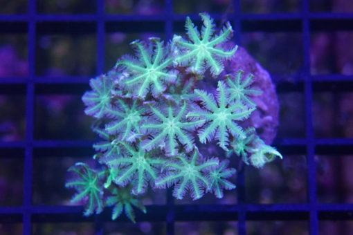Clove Ultra 1.75 inches