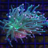 Torch, Ultra 3 inches