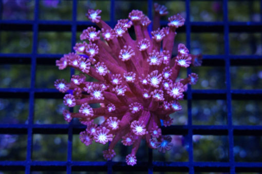 Daisy Branch Ultra 1.5 inches