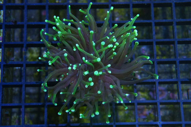 Torch, Ultra 2 inches