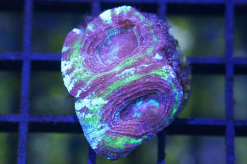 Acanthastrea Bowerbanki 1.25 inches