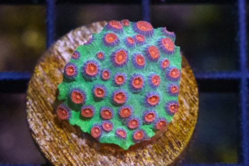 Cyphastrea, Green w/Red Polyp (Jingle Bells) 0.75 inches