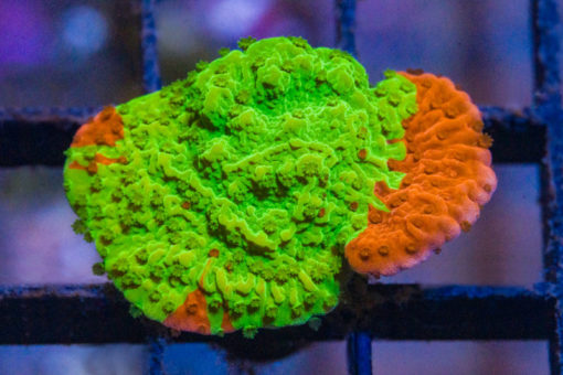 Monti, Cap Jawbreaker 1.5 inches