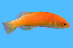 Fairy, Hooded Flame 3 inches