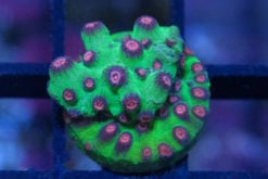 Cyphastrea, Alien Pox 0.75 inches