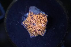 Mushroom Ultra 0.5 inches