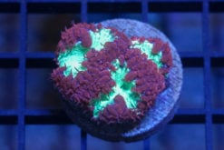 Blastomussa Wellsi Ultra 1.25 inches