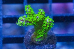 Monti, Branching Purple Tide 1 inches