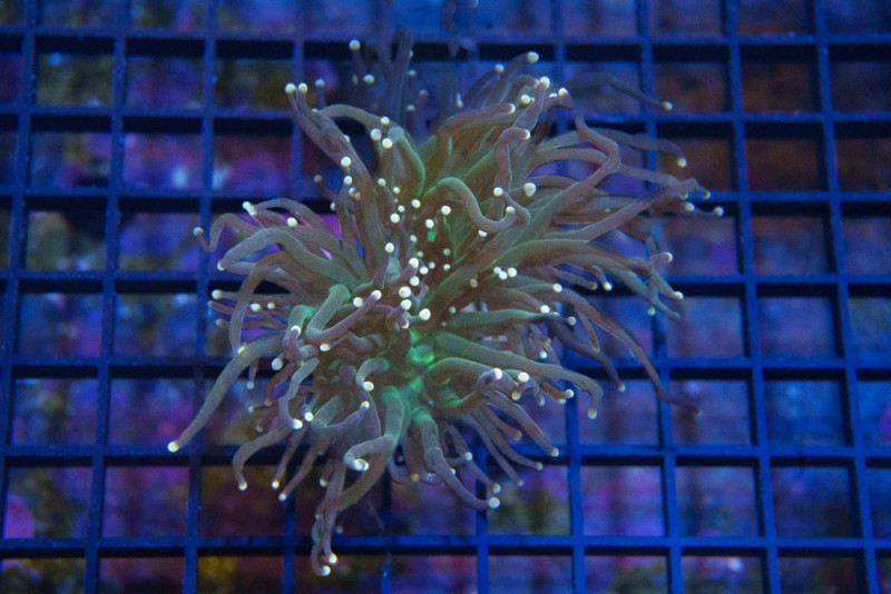 Torch, Ultra 2.5 inches