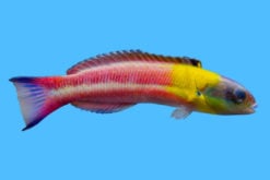 Paddlefin 2.75 inches