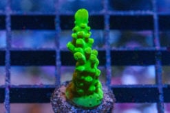 Acropora, Yellow Tip Austera 0.5 inches