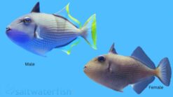 Blue Throat Trigger - 2.75 - 3.75" - Female - Indo-Pacific
