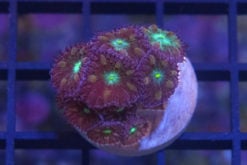 Blastomussa Merleti Ultra 1.25 inches