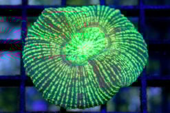 Brain Crater Ultra Color 2 inches