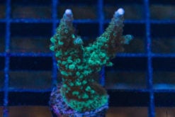 Acropora, Green Lightning 1 inches