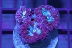 Blastomussa Wellsi Ultra 1.25 inches