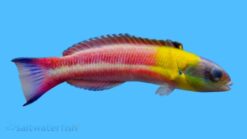 Paddlefin Wrasse - 2.25 - 4.25" - Juvenile - East Pacific