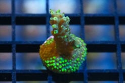 Acropora, Solomon Split 0.75 inches