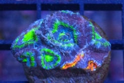 Acanthastrea Ultra Color 1.5 inches