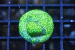 Psammocora Ultra 1.25 inches