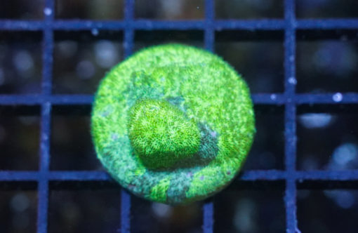 Psammocora Ultra 1.25 inches