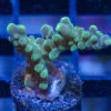 Acropora, Paletta Tricolor 1 inches