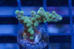 Acropora, Paletta Tricolor 1 inches
