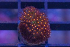 Stylocoeniella, JF Sunset 0.75 inches