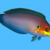 Moyer's Leopard Wrasse, Size 3.5 - 4.75 inches