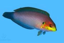 Moyer's Leopard Wrasse, Size 3.5 - 4.75 inches