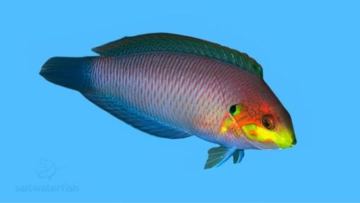 Moyer's Leopard Wrasse, Size 3.5 - 4.75 inches