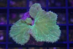 Cabbage, Ultra 1 inches