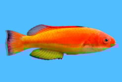Fairy, Hooded Flame Male 2.5 inches