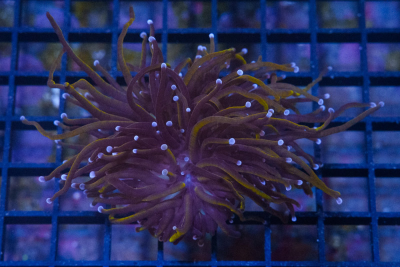 Torch, Ultra 2 inches