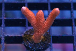 Monti, Branching Red 1 inches