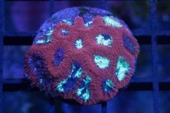 Brain Favites Ultra 1.25 inches