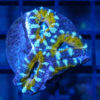 Acanthastrea Ultra Color 1.5 inches