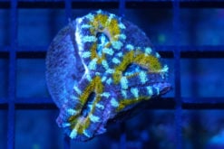 Acanthastrea Ultra Color 1.5 inches