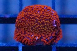 Monti, Encrusting, Rainbow 0.75 inches