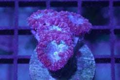 Blastomussa Wellsi Ultra 1.25 inches